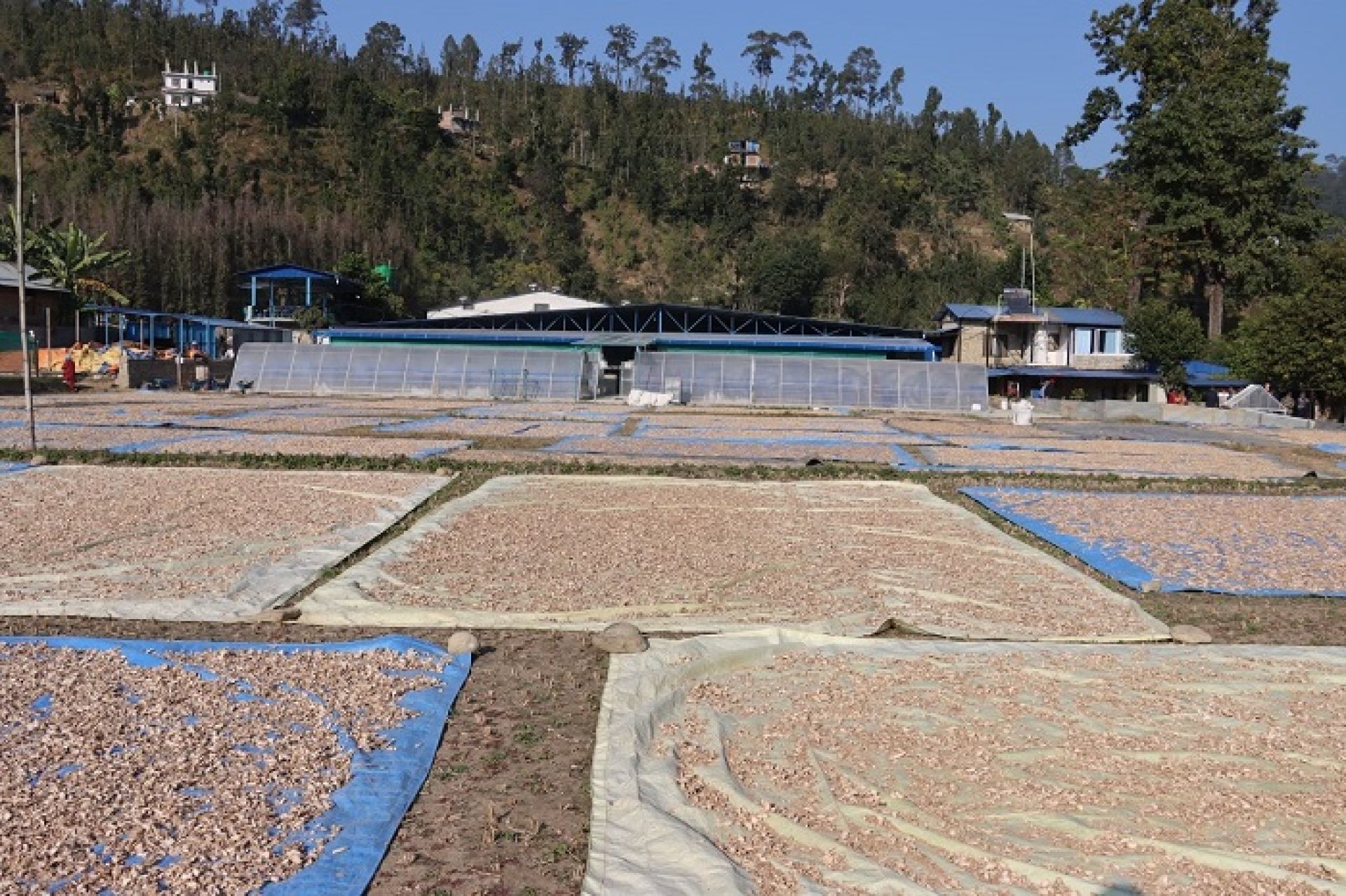 कर्णालीका अर्गानिक अदुवादेखि बेसारलगायतका कृषि उत्पादन युरोप निर्यात
